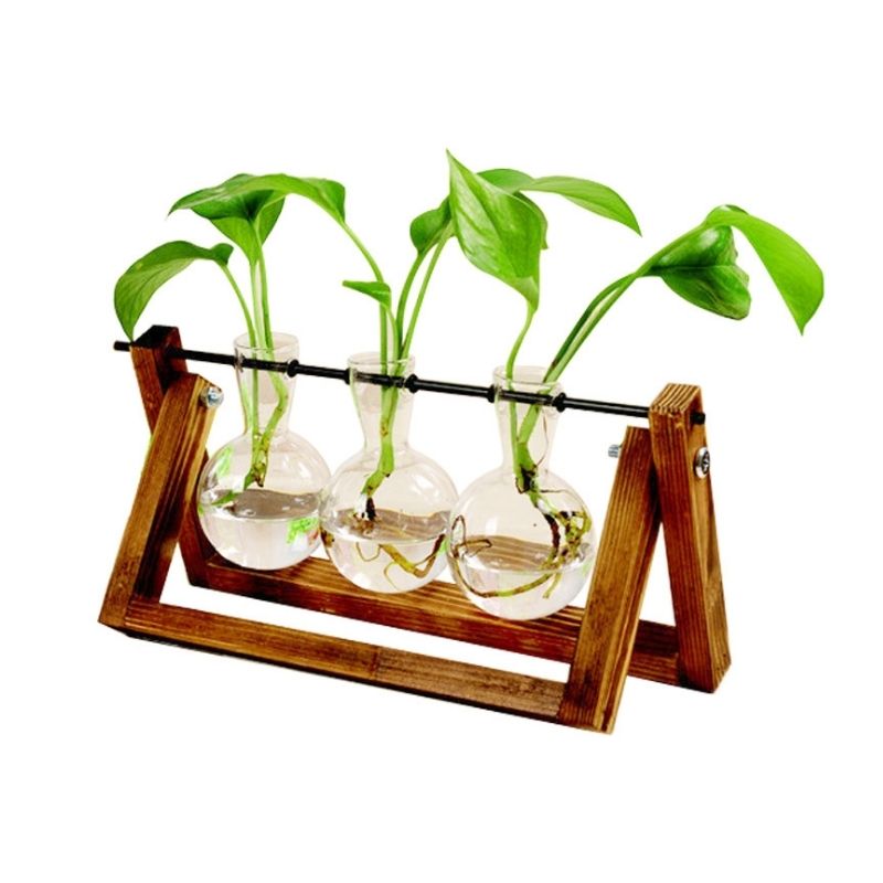 Clear Glass Hydroponic Plant Vase for Indoor Decor